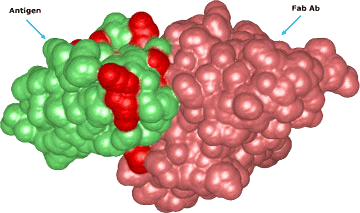 Interaction between an antigen vs Fab region of an Ab