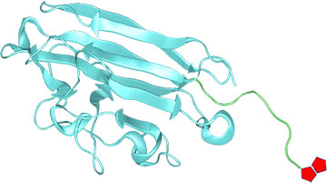 Monobiotinylated protein