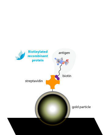 Unión a oro y otras nanopartículas recubiertas con estreptavidina