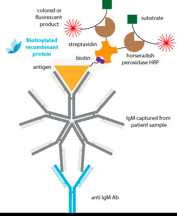 Detection in IgM capture assays