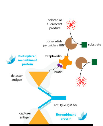 Detection in DAS assays