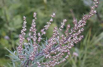 Artemisia vulgaris (Polen de artemisa)