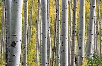 Betula verrucosa (Polen de abedul)