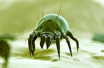 Dermatophagoides farinae (American house dust mite)