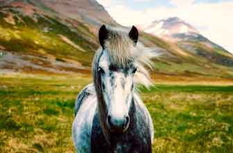 Equus caballus (Epitelio de caballo)