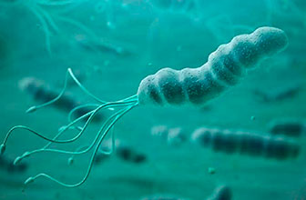 Helicobacter pylori