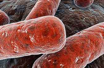 Mycobacterium tuberculosis (Koch's bacillus)