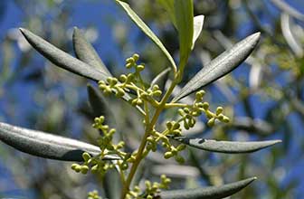 Olea europaea (Olive tree pollen)