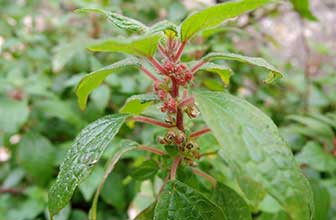 Parietaria judaica (Pellitory of the wall pollen)