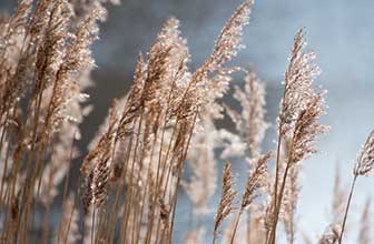 Phleum pratense (Timothy grass pollen)