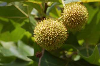 Platanus acerifolia (London plane tree pollen)