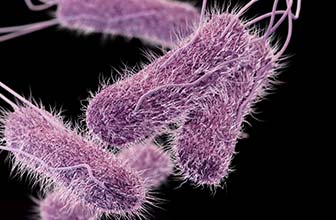 Typhoid Fever caused by Salmonella typhi