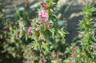 Salsola kali (Russian thistle pollen)