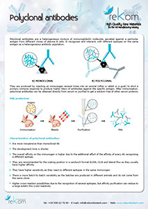 Polyclonal antibodies