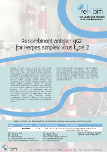 Recombinant antigen gG2 for Herpes simplex virus type 2