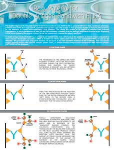 Double antigen sandwich ELISA