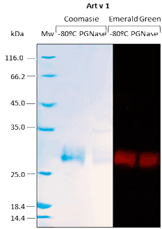 O-Glycosylation