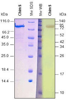 WB Assay