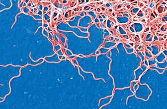 Borrelia garinii, Borrelia afzelii y Borrelia burgdorferi