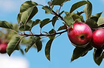 Malus domestica